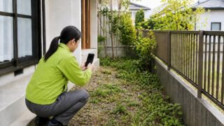 空き家の庭木の手入れ、春にやるべきこと