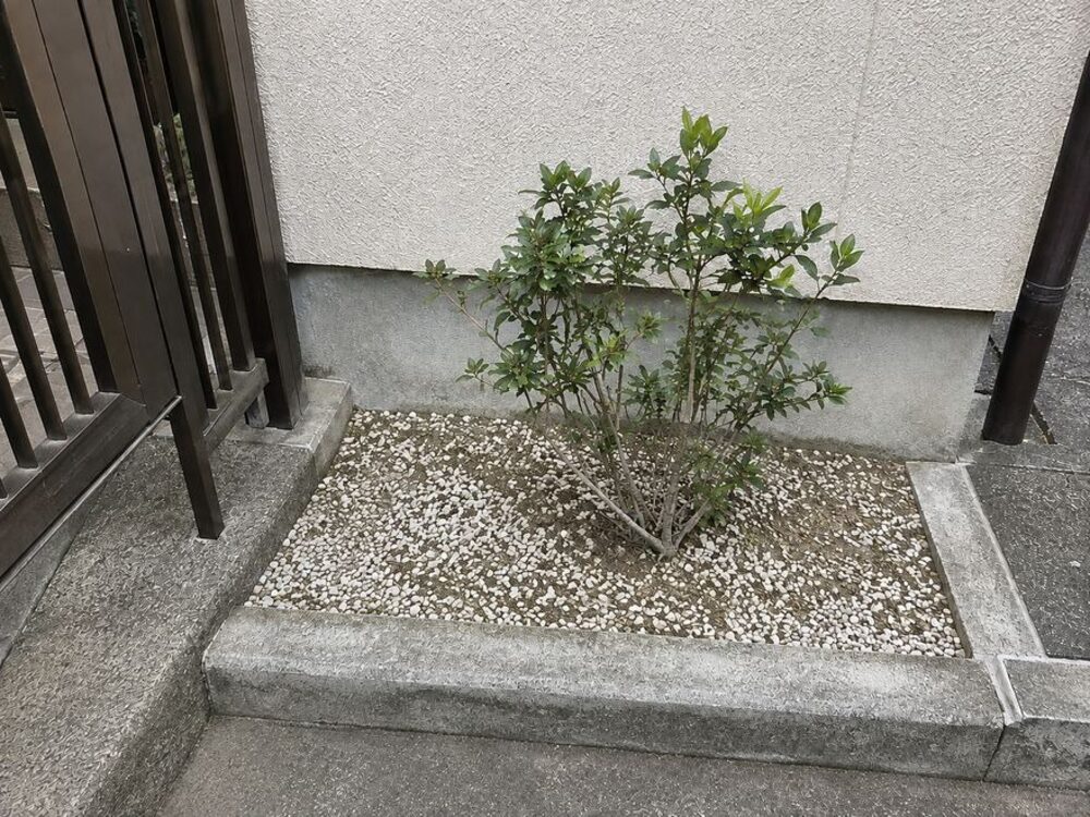 空き家管理レポートの作業後の写真：植栽まわり