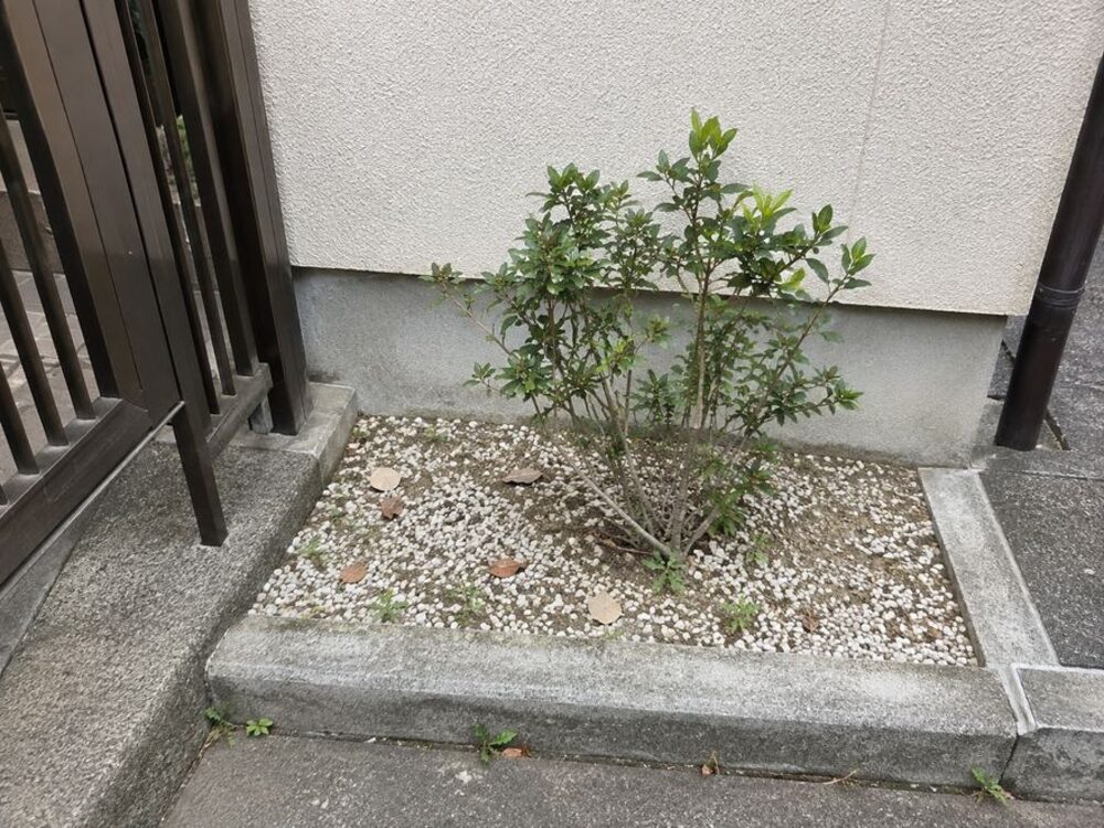 空き家管理レポートの作業前の写真：植栽まわり